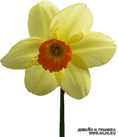 Yellow Narcissus Нарцисс желтый png