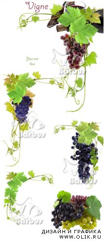 Grapevine and grapes / Виноградная лоза и виноградные гроздья