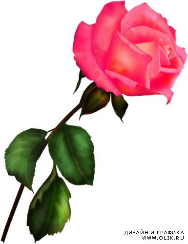 Pink Rose Как хороши, как свежи были розы