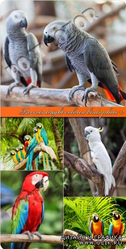 Parrots bright colored birds photo 2