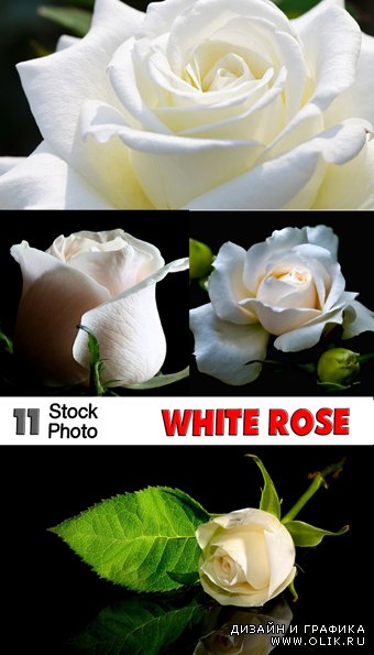 Растровый клипарт : Белая роза / White rose