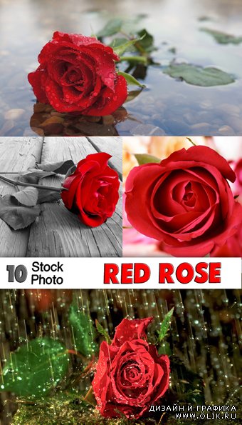 Растровый клипарт : Красная роза / Red rose