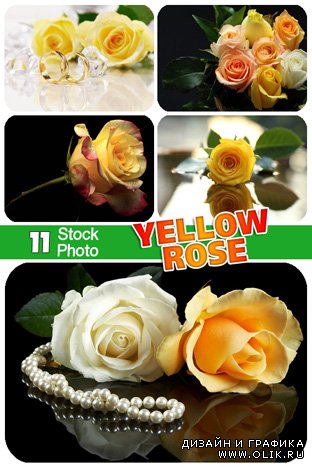 Растровый клипарт : Желтая роза / Yellow rose