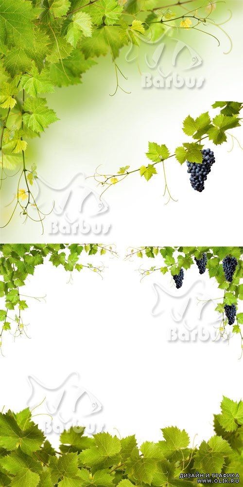 Grapevine and grapes 2 / Виноградная лоза и виноград 2