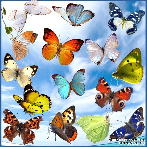 Клипарт - Красивые бабочки на прозрачном фоне