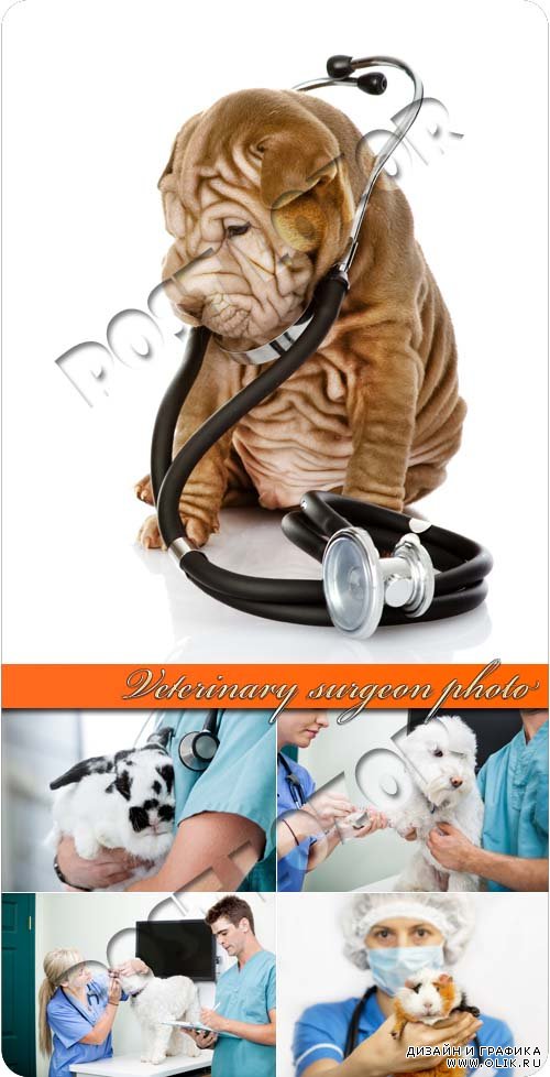 Ветеринарная клиника | Veterinary surgeon photo