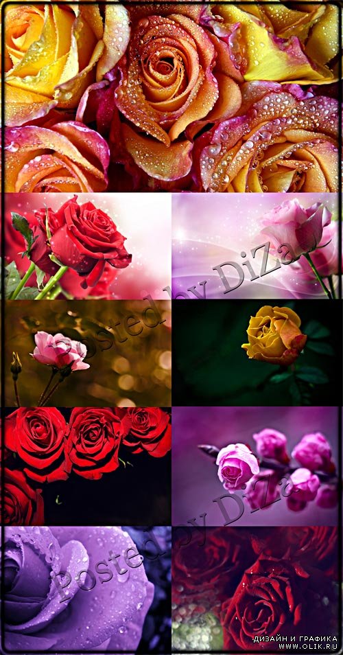 Роскошные фоны с розами
