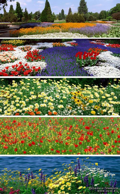 40 панорамных цветочных фонов