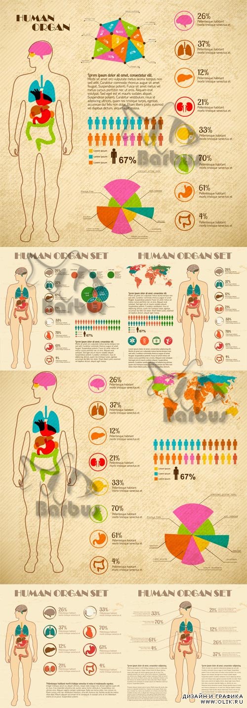 The anatomic Infographic / Анатомическая инфографика