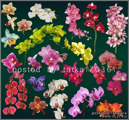 Цветочный клипарт для фотошопа - Красочные орхидеи