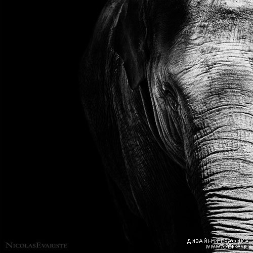 Чёрно-белые фото животных от фотографа Nicolas Evariste | Dark Zoo Photographs by Nicolas Evariste