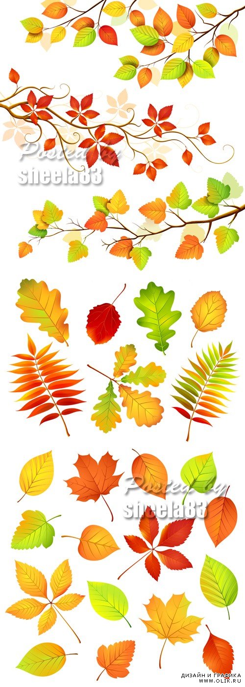 Color Autumn Leaves Vector