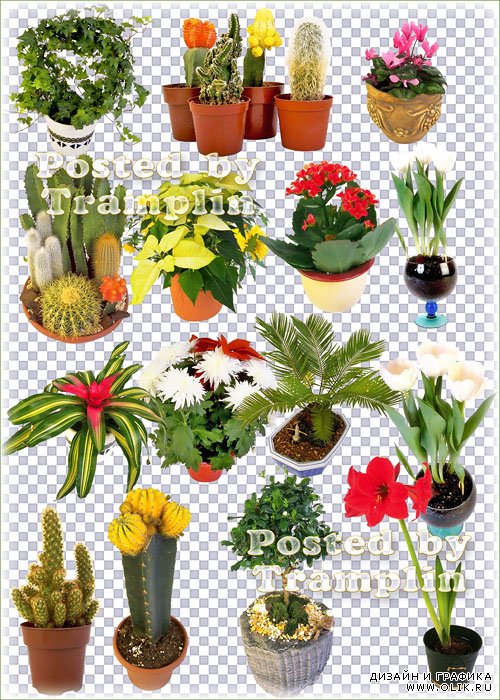 Букеты цветов, декоративные деревья и кактусы в горшках