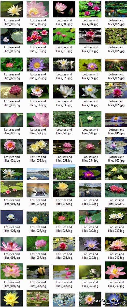 Photo Clipart - Lotuses and Lilies