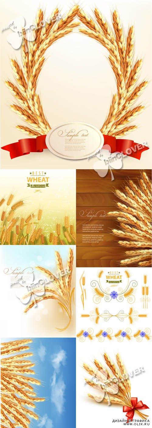 Wheat illustration 0489