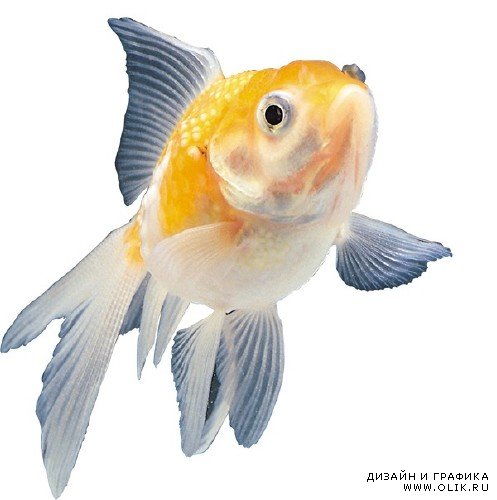 Подводный мир: Аквриумные рыбки