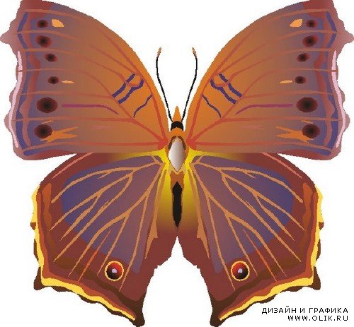 Красивые бабочки (векторный сток)
