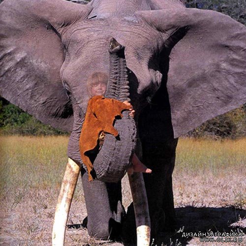  Шаблон для PHSP - Поездка на слоне 