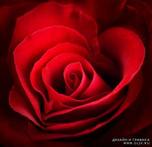 Подборка изображений прекрасных роз