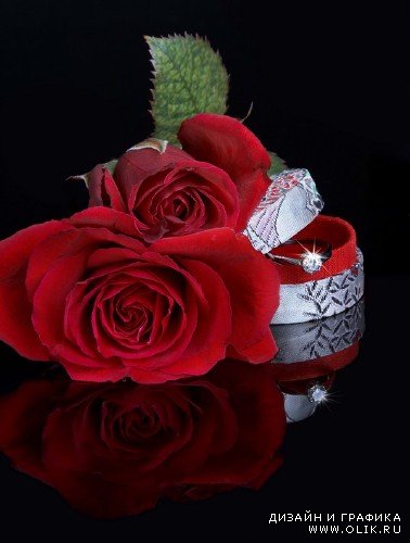 Подборка изображений прекрасных роз