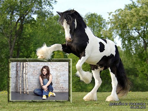  Фоторамка psd - Шикарная черно-белая лошадь с вашим фото 