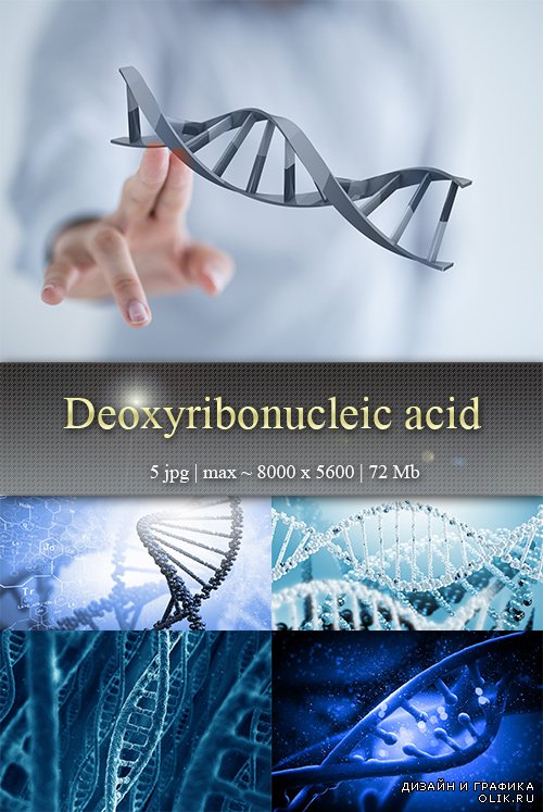 Дезоксирибонуклеиновая кислота - Deoxyribonucleic acid