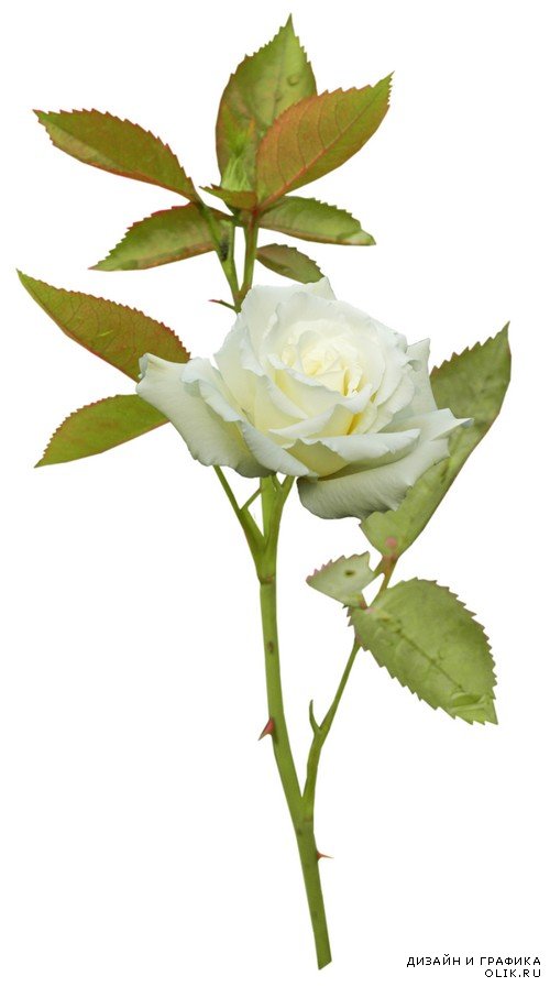 Белые розы - цветы и букеты