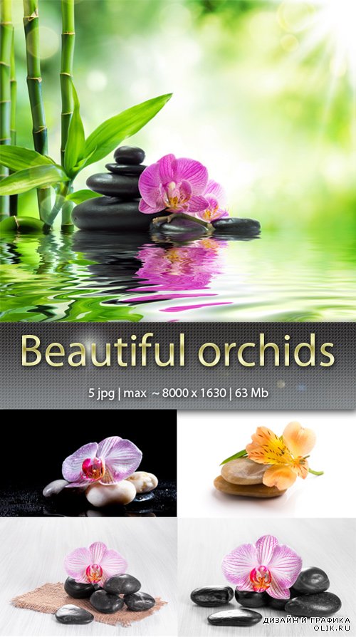 Красивые орхидеи – Beautiful orchids