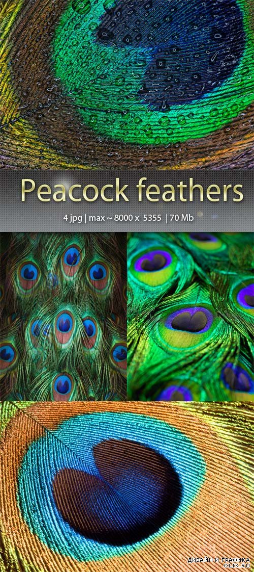 Павлиньи перья - Peacock feathers