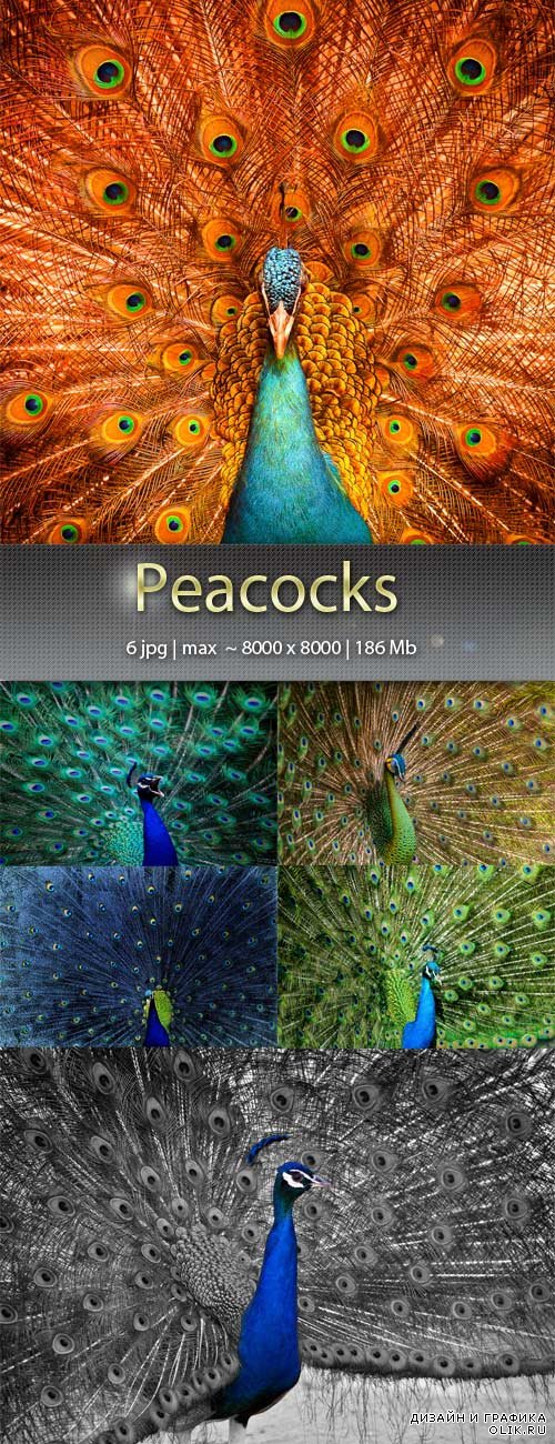 Павлины – Peacocks