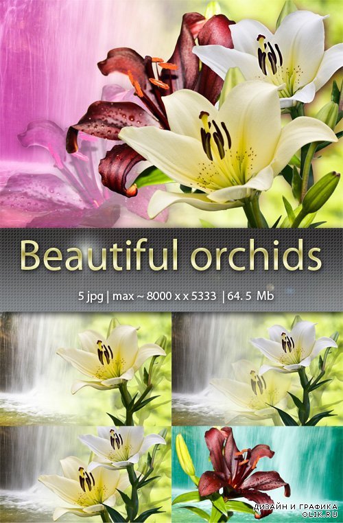 Красивые орхидеи - Beautiful orchids