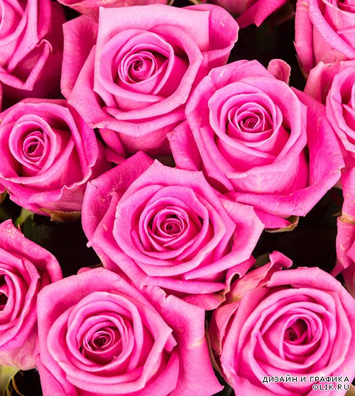 Растровый клипарт - Розовые розы
