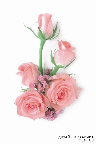 Цветы: Подборка роз на белом фоне
