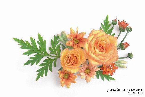 Цветы: Подборка роз на белом фоне