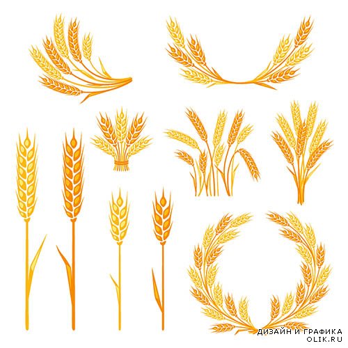 Векторный клипарт - Пшеничные колосья