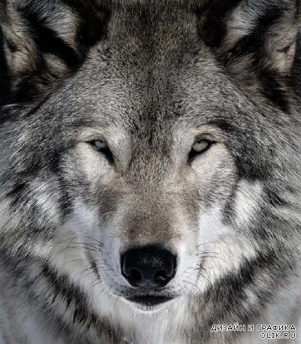 Хищные животные: Волки