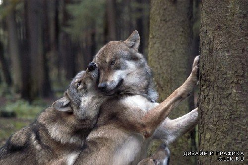 Хищные животные: Волки