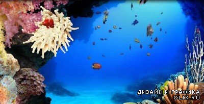 Футаж Подводное царство