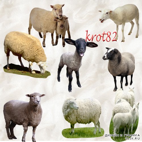 Домашние животные на прозрачном фоне - Овцы, козы, бараны, ягнята
