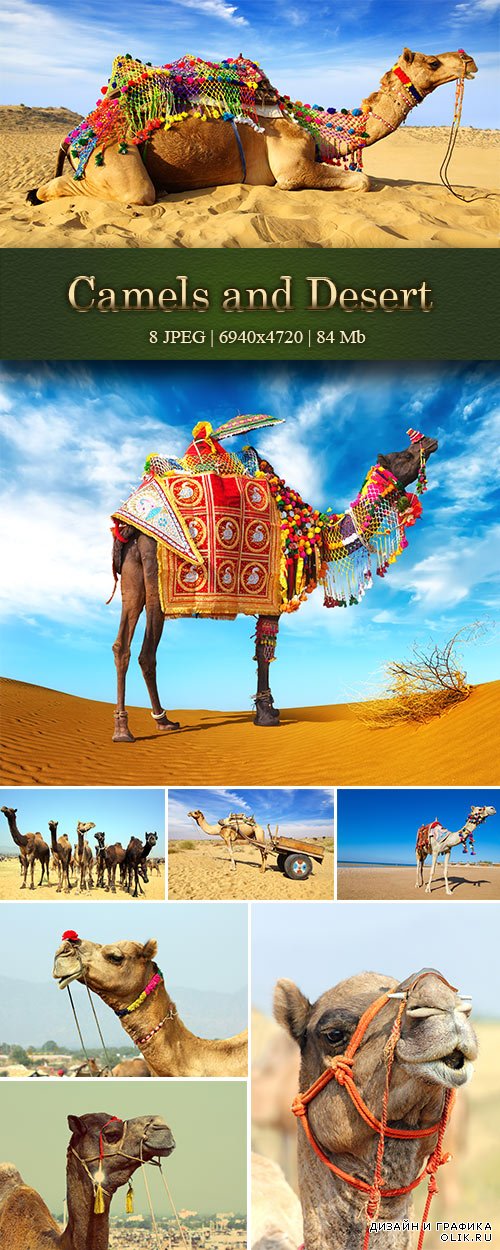 Camels and Desert - Верблюды и пустыня