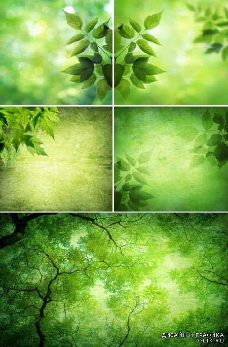 Зеленые листья лета