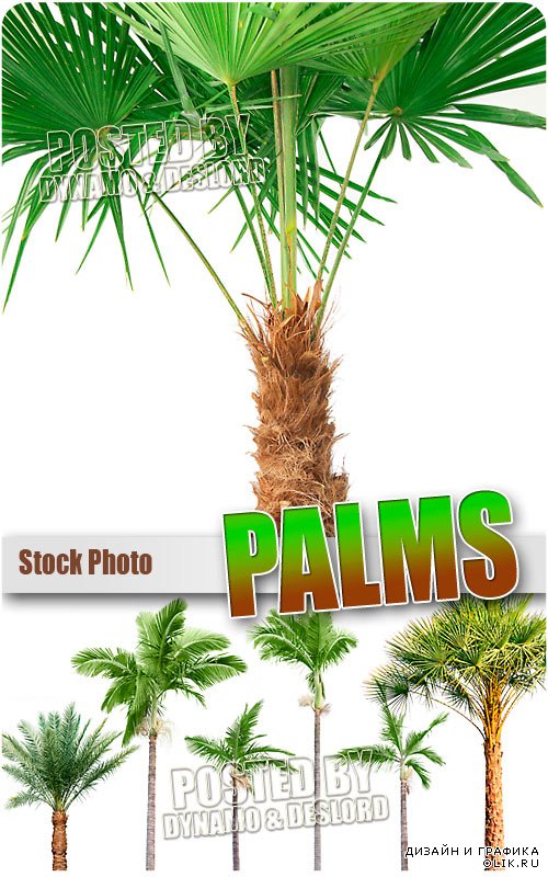 Пальмы - Растровый клипарт