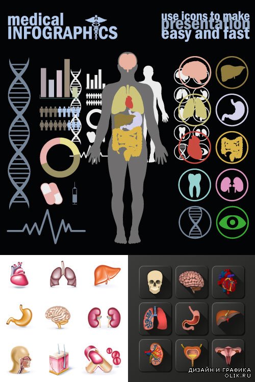 Medical infographics human organs vector