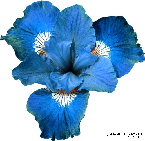 Эти синие цветы - клипарт PNG