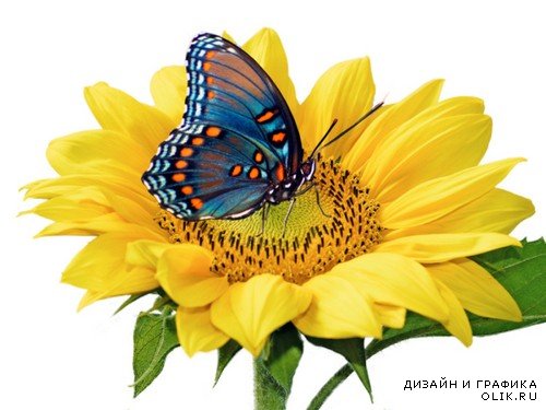 Бабочки и цветы на прозрачном фоне