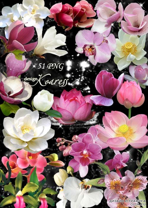 Png клипарт для фотошопа с лотосами, водяными лилиями, орхидеями