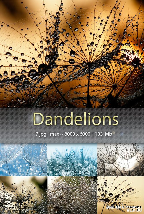 Одуванчики - Dandelions