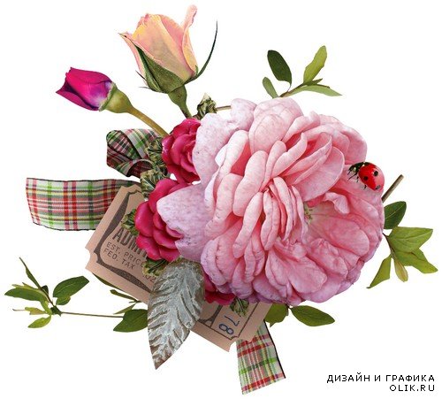 Розовые розы - рамки и кластеры с розами