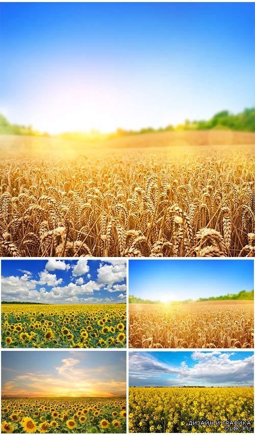 Клипарт - поля с подсолнухами и пшеницей