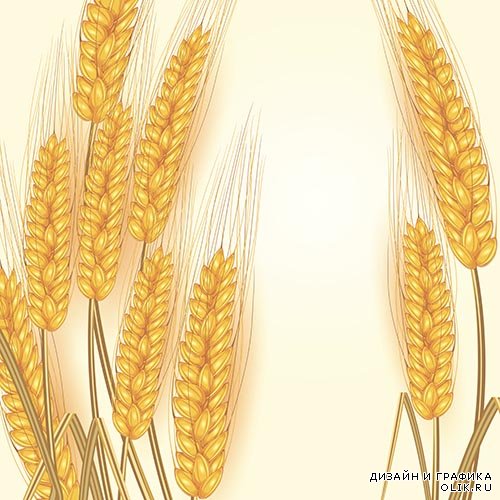 Векторный клипарт - Колосья пшеницы